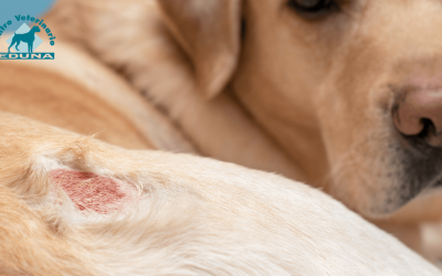 Dermatitis húmeda en perros: Qué es, cómo detectarla y tratamiento