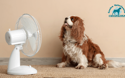 Golpe de calor en mascotas: cómo detectarlo, prevenirlo y actuar a tiempo