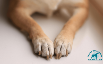 Quemaduras en almohadillas de perros: Cómo detectarlas y protegerlas en verano