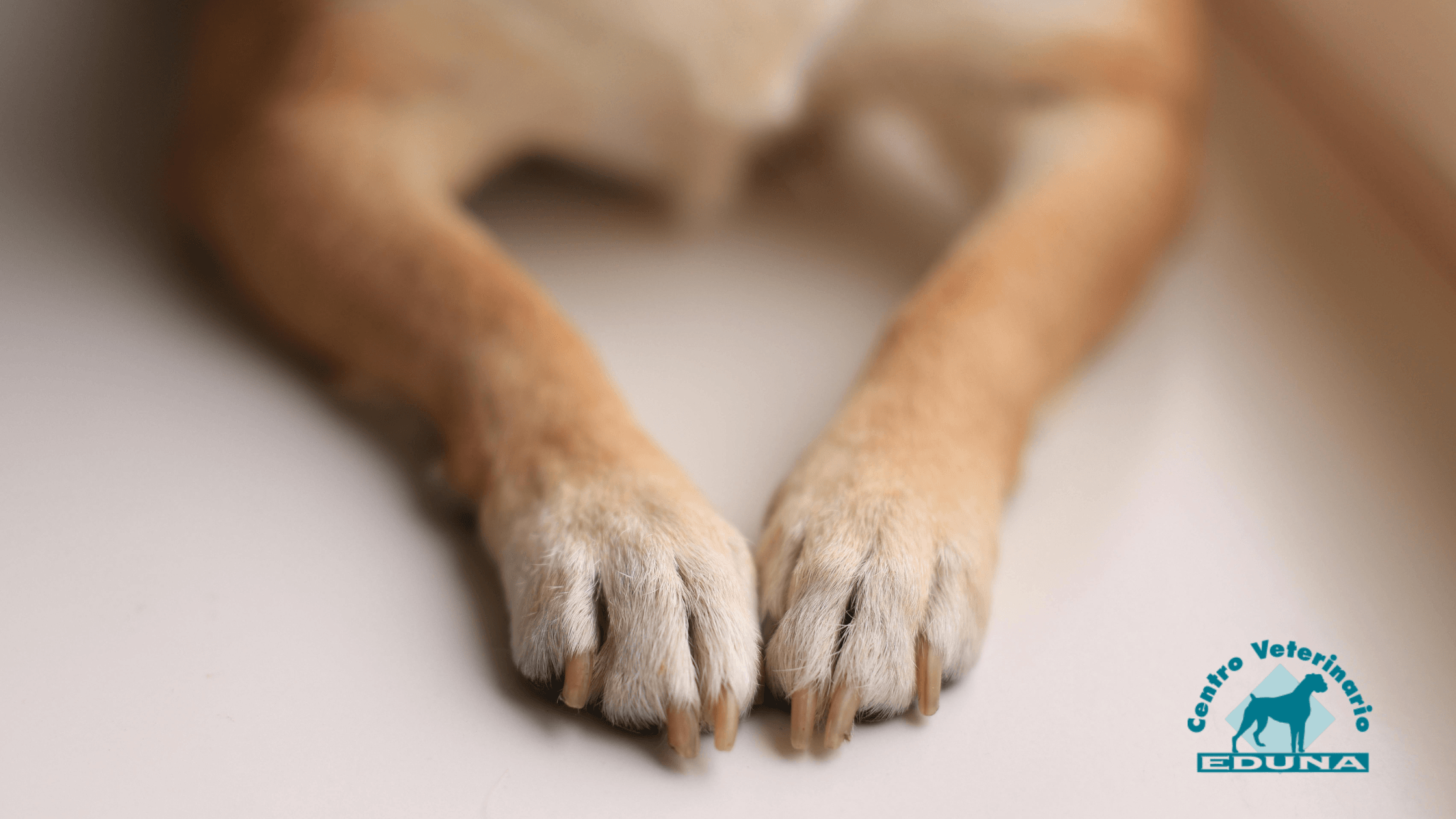 quemaduras-almohadillas-perro-verano (1)