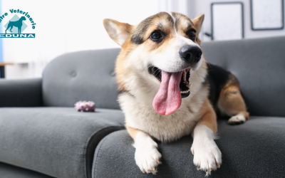 Revisión veterinaria tras las vacaciones: Puesta a punto de tu mascota