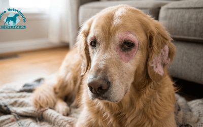 Leishmaniosis en otoño: por qué octubre sigue siendo clave para proteger a tu perro