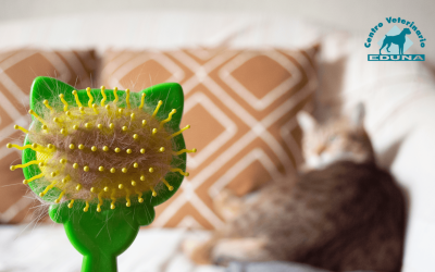 Muda de pelo en otoño en perros y gatos: ¿cuándo es normal y cuándo preocuparse?