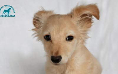 Otitis en perros: síntomas, causas y cuándo acudir al veterinario